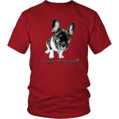 French Bulldog Shirt Frenchie T-Shirt Are You OK Hooman District Unisex Shirt